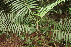 Calamus lacciferus